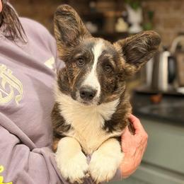 Arcturus - Brindle and white male Cardigan Welsh Corgi puppy in Bixby, Oklahoma from KaloKalo Cardigans