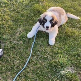Pyrenean Mastiff All Grown Up from Bella Dulce