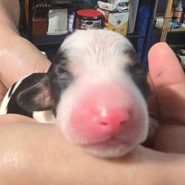 Moo - Piebald male Dachshund puppy in San Antonio, Texas from Little Paws Doxies