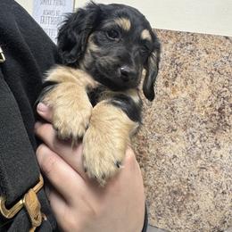 Lou - Black and cream male Dachshund puppy in Conway, Missouri from Ozark Mountain Kennel