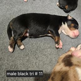11 black tri male - Black tri male Miniature American Shepherd puppy in Placentia, California from Tru Cal Aussies