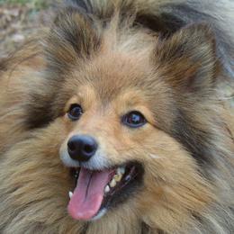 Levick - Shetland Sheepdog