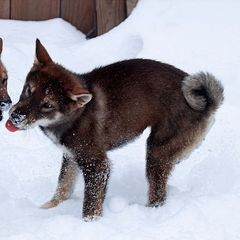 Girl 3 - Black sesame Shikoku puppy in Virginia from Hachidori Sou