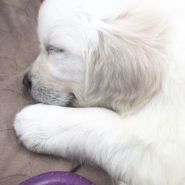 Golden Retriever Puppies from Brightside Goldens