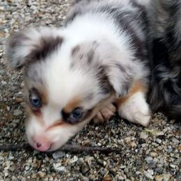 Miniature Australian Shepherds from Porter's Pretty Puppies