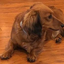 Dachshunds from Deaton’s Doxies
