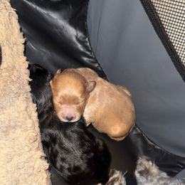 Yorkipoo Puppies from Racquel Smith