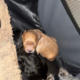 Yorkipoo Puppies from Racquel Smith