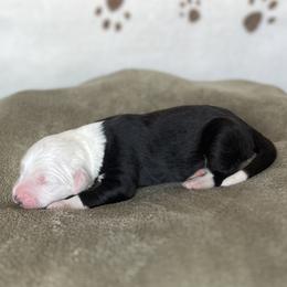 Marlin - Grizzle male Old English Sheepdog puppy in Arizona from Jenn's Old English Sheepdogs