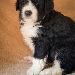 Tank - Black and white male Bernedoodle puppy in Grant City, Missouri from Timberline Paws