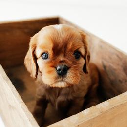 Boy 1 - Ruby male Cavalier King Charles Spaniel puppy in Le Roy, New York from Heirloom Cavaliers
