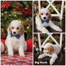 Big Hunk - Parti male Poodle puppy in Elma, Washington from Joyful Paw Poodles