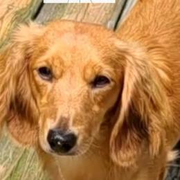 MILO - Dachshund