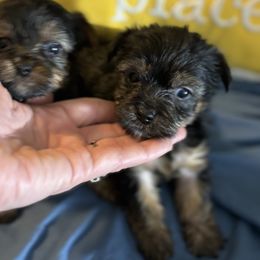 Morkie and Yorkshire Terrier Puppies from DEJAVU PUPS