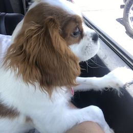 Cavalier King Charles Spaniel Puppies from Christina’s Cavaliers