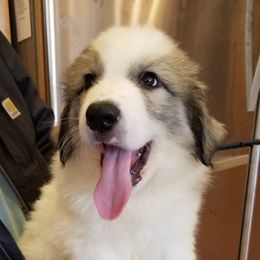 Light Green Collar Boy  (upsized from his Tan collar) - White and badger Great Pyrenees puppy in Bon Aqua, Tennessee from Joel's Farm LLC