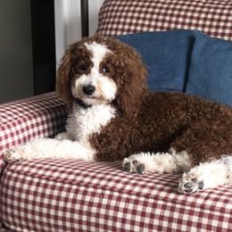 Truly - Goldendoodle