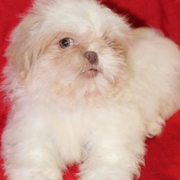 Ben - Cream and white male Shih Tzu puppy in Tampa, Florida from Fancy Shih Tzus Florida