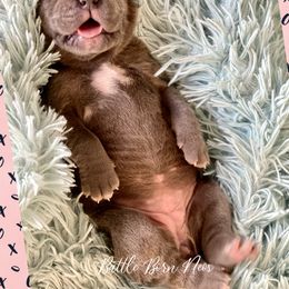 Girl 7 - Neapolitan Mastiff puppy in Elko, Nevada from Battle Born Neos