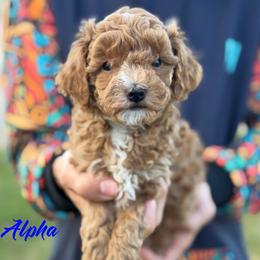 Alpha - Red  male Poodle puppy in Cedar City, Utah from Baird Poodles and Doodles