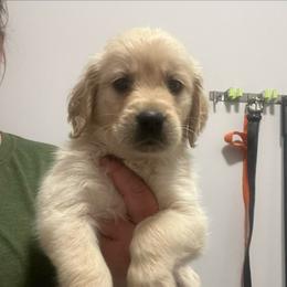 Purple female - Golden female Golden Retriever puppy in Jesup, Georgia from Painted Platinum Retrievers (Painted Platinum Kennel) PPK