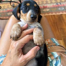 Sage - Black and cream female Dachshund puppy in Fort Worth, Texas from Louis' Litters