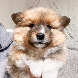 Pembroke Welsh Corgi Puppies from Shells’ Corgis