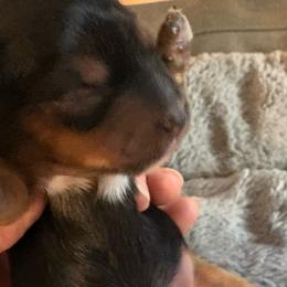 Stormy - Black and gold female Yorkshire Terrier puppy in Phoenix, Arizona from Coursey’s Yorkies