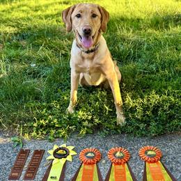 Labrador Retriever Puppies from Knotty Creek Labradors