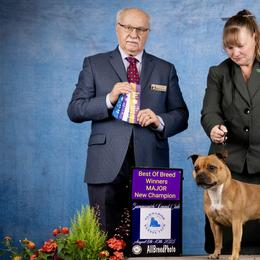 Staffordshire Bull Terriers from Stumptown SBTs