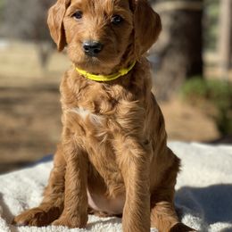 Goldendoodle Puppies from Willow Tree Goldendoodles
