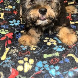 Sid - Black and tan male Yorkshire Terrier puppy in Gastonia, North Carolina from Dynasty Kennel