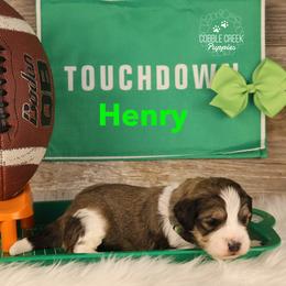 Henry - Sable male Bernedoodle puppy in Heyworth, Illinois from Cobble Creek Puppies
