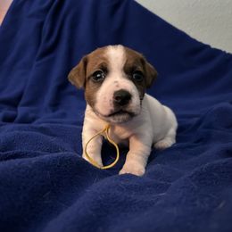 Russell Terrier Puppies from Claddagh Pastures
