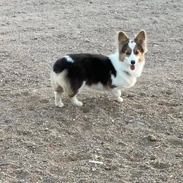 Jetta - American Corgi