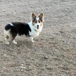 Jetta - American Corgi