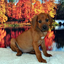 Female - Red wheaten female Rhodesian Ridgeback puppy in Bronson, Florida from Chioke Rhodesians