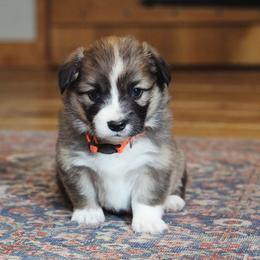 Pumpkin - Red female Pembroke Welsh Corgi puppy in Fair Grove, Missouri from Cross D Ranch Corgis
