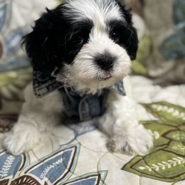 Boy1 061025MC - Black & white male Maltipoo puppy in Bakersfield, California from Silvia's Maltipoos