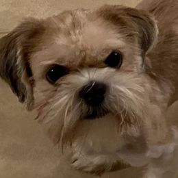  - Shih Tzu