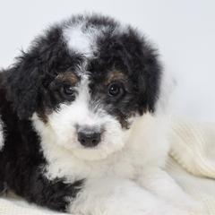 Peppermint Patty - White and black female Bordoodle puppy in Tillamook, Oregon from Oregon Bordoodles