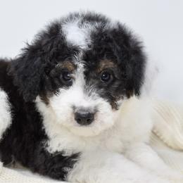 Peppermint Patty - White and black female Bordoodle puppy in Tillamook, Oregon from Oregon Bordoodles