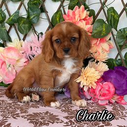Charlie - Ruby male Cavalier King Charles Spaniel puppy in Hollywood, Florida from World Class Cavaliers