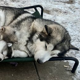 Alaskan Malamute Puppies from Sno-Ridge Alaskan Malamutes est 1972