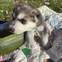Wall-E - Black and silver male German Shepherd puppy in Perkasie, Pennsylvania from Twila Ruth Herot