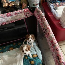 Cavalier King Charles Spaniel Puppies from Karen's Cavalier King Charles Spaniels