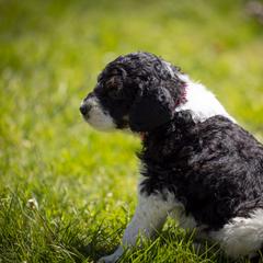 Bernedoodle, Saint Berdoodle, and Sheepadoodle Puppies from Yankee Doodle Puppies