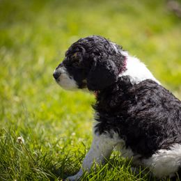 Bernedoodle, Saint Berdoodle, and Sheepadoodle Puppies from Yankee Doodle Puppies
