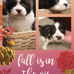 Aussiedoodle Puppies from Ohana Companions