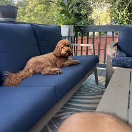 Goldendoodle and Shih Tzu All Grown Up from Shihtzuandoodlenc.LLC